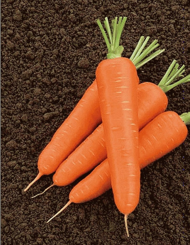 Морковь Олимпо F1 (Vilmorin) 0,5г цв.п