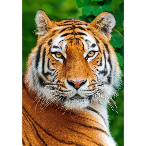 Алмазная мозаика «Тигр» 29.5×20.5см, 28 цветов