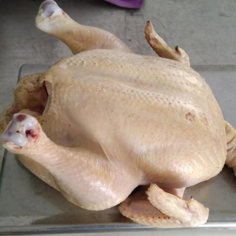 Бройлер домашний