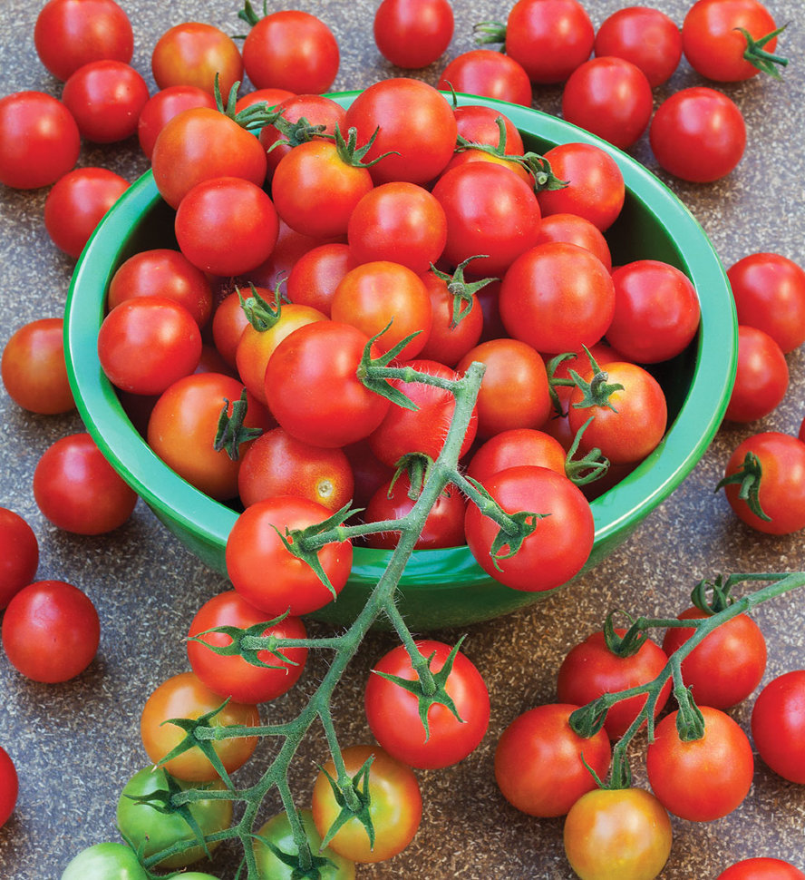 Сорта томатов фото