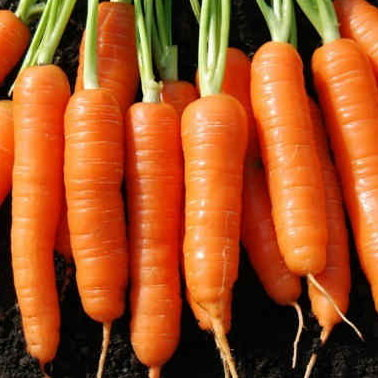 Морковь Восточная красавица