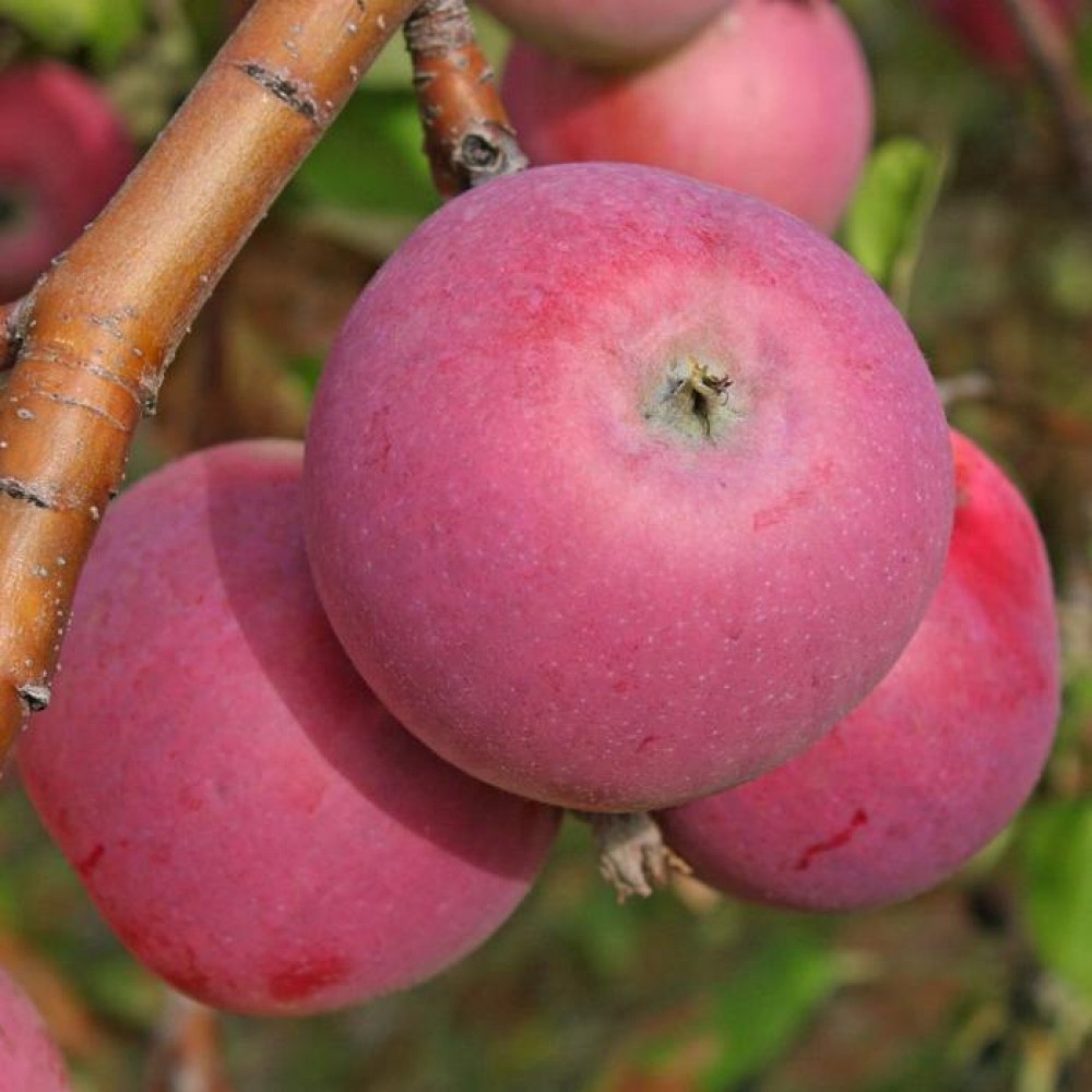 Сорт яблони уральское наливное фото