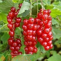 смородина красная Ранняя сладкая саженец