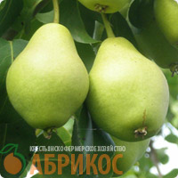 груша «Лель»
