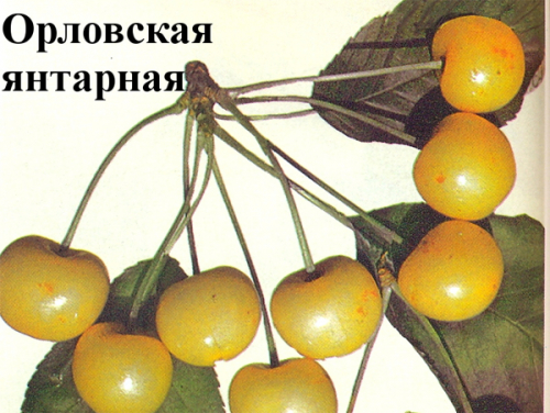 черешня Янтарная