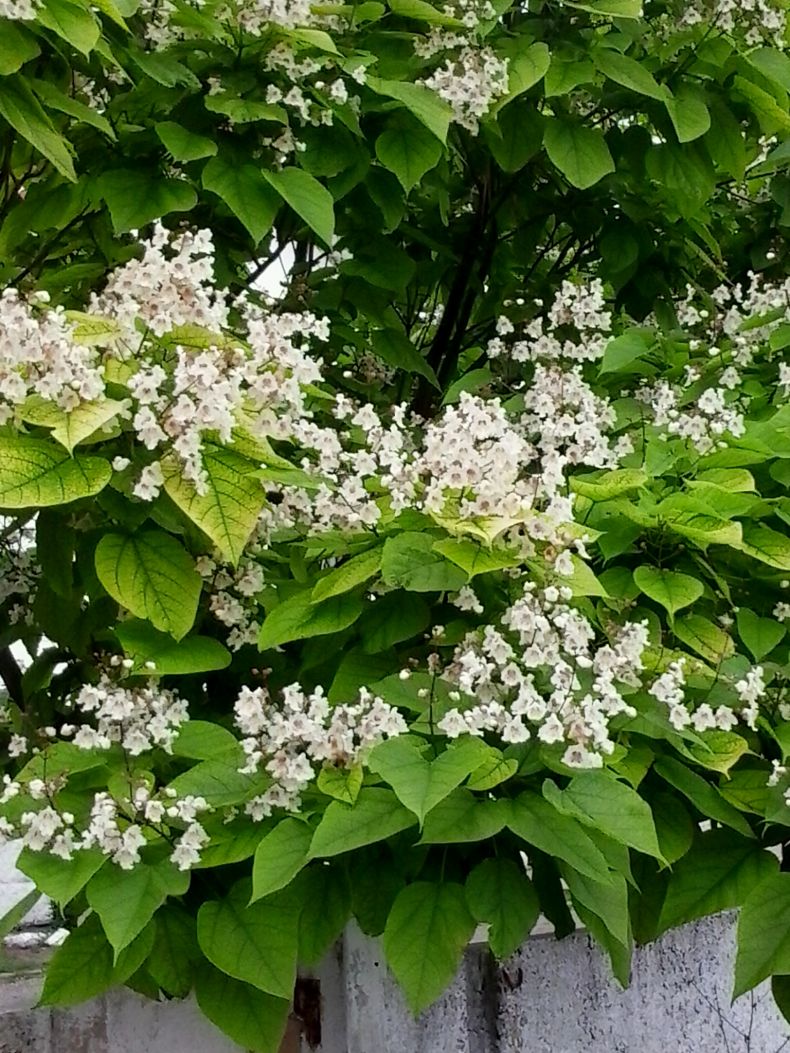 Гортензия вечное лето фото