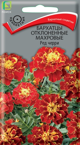 Цветы Бархатцы откл. Ред черри 0,3 г ц/п Поиск (высота 20 см)