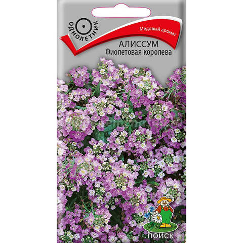 Цветы Алиссум Фиолетовая королева 0,3 г ц/п Поиск (однол.)