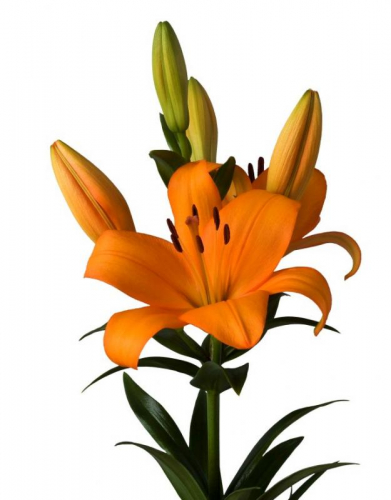 LILIUM Caesars Palace