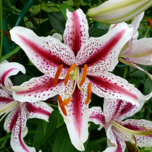 LILIUM Dizzy