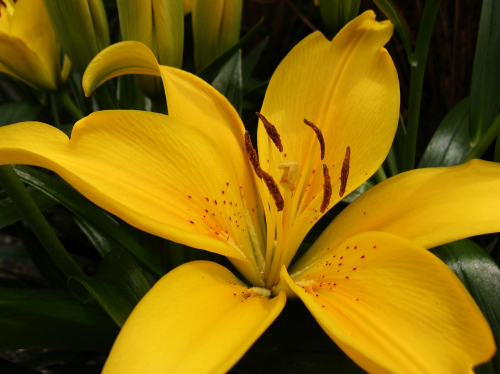 +LILIUM Tiny Bee