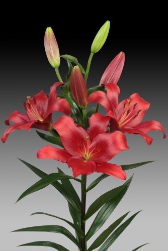 +LILIUM Brianza