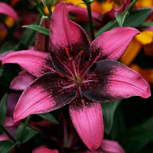 +LILIUM Trendy Savannah