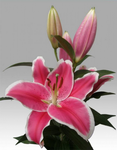 LILIUM Charming