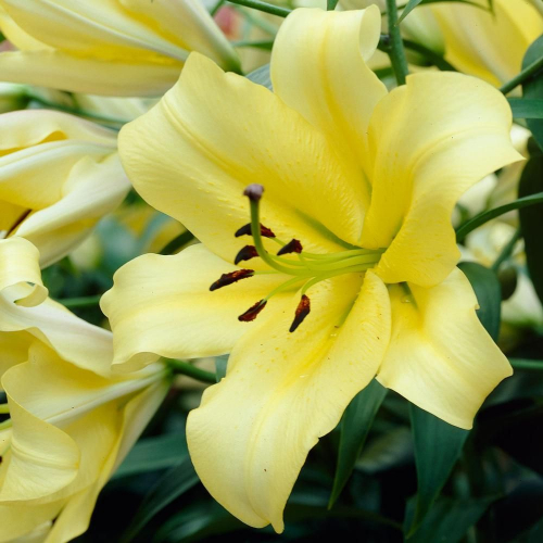 +LILIUM Yelloween