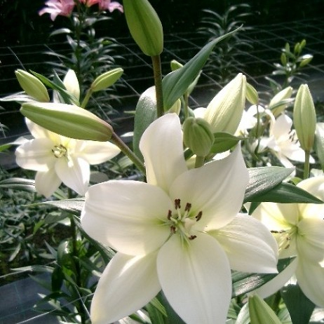 LILIUM Richmond