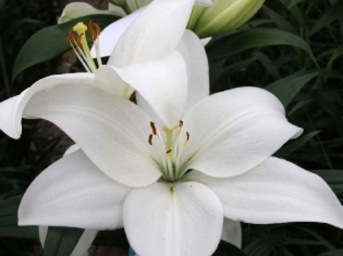 LILIUM Asti