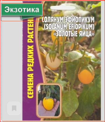 Семена Эфиопский баклажан - Накати (Солянум Эфиопикум Золотые яйца)