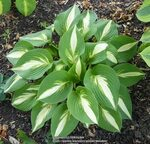 Hosta Ann Kulpa