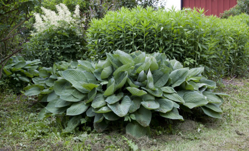 +Hosta Abiqua Drinking Gourd