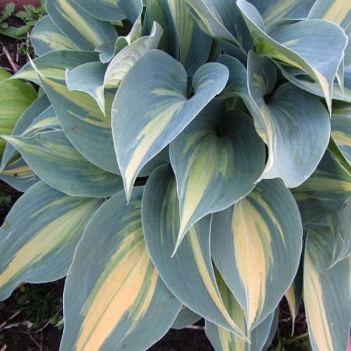 +Hosta Catherine