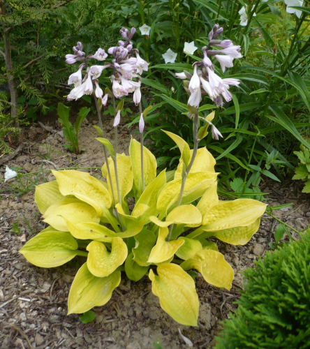 +Hosta Glad Tidings