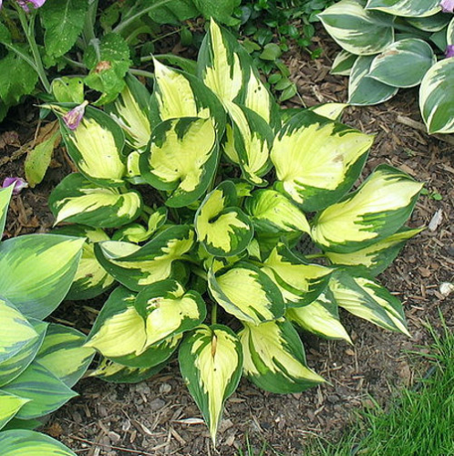 +Hosta Morning Light