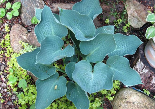 Hosta Wedgwood Gold