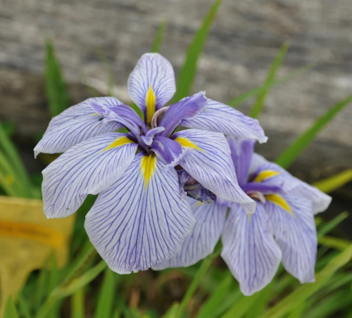 Iris Ensata Royal Peagant