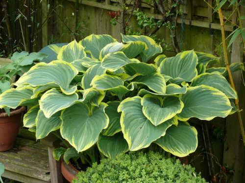 +Hosta Sagae