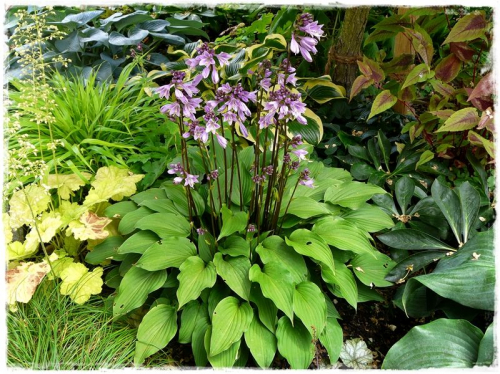 Hosta Purple Sensation