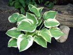 Hosta Austin Dickinson