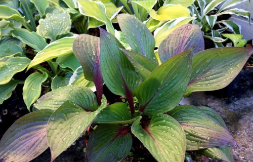 +Hosta First Blush