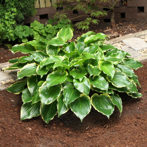 Hosta Sugar and Spice