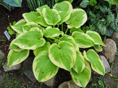 +Hosta Delta Dawn