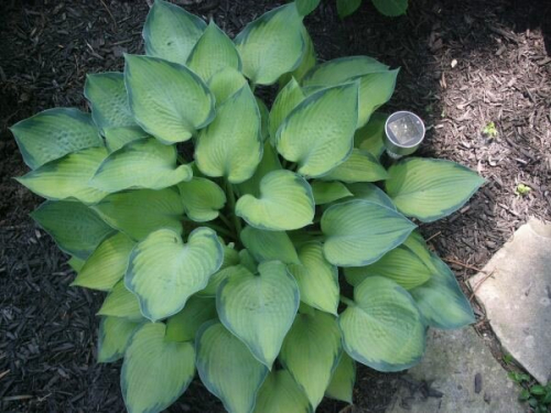 Hosta Punky