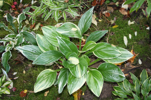 Hosta Royal Charmer