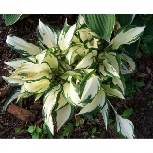 Hosta Paul Revere