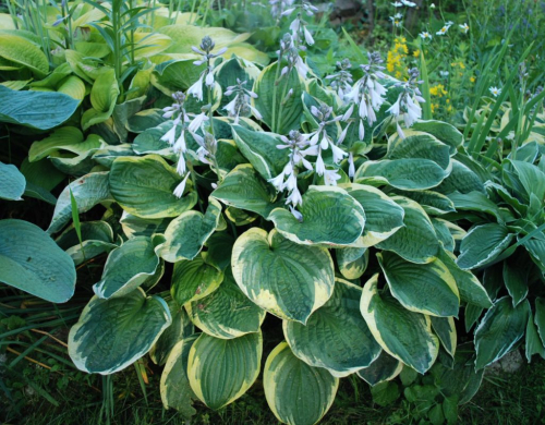 Hosta Christmas Tree