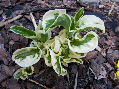 +Hosta Let's Twist Again