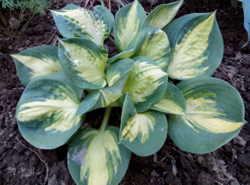 +Hosta Popcorn