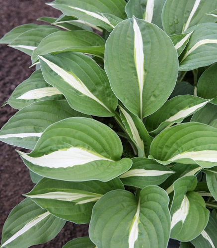 +Hosta Whirly Pop