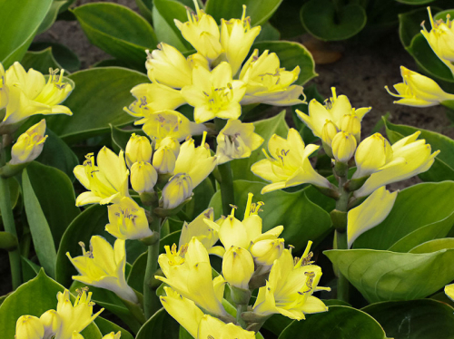 +Hosta Miracle Lemony