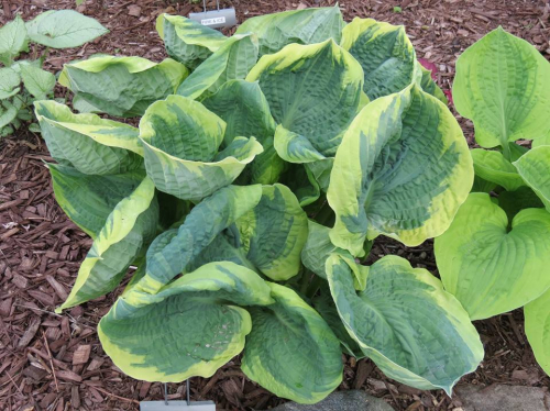 +Hosta Pizzazz