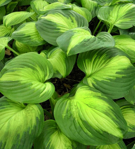 +Hosta Enchiladas