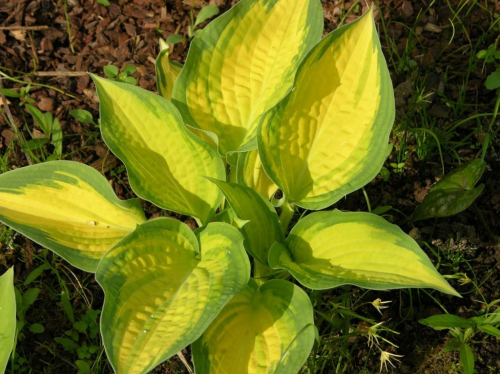 +Hosta Orange Marmalade