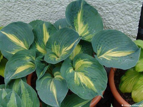 +Hosta Dream Weaver