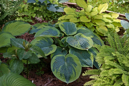 +Hosta Tokudama Flavocircinalis