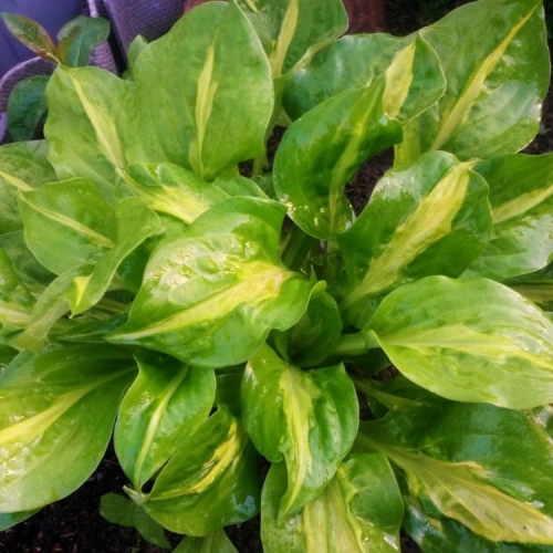 Hosta Mango Tango