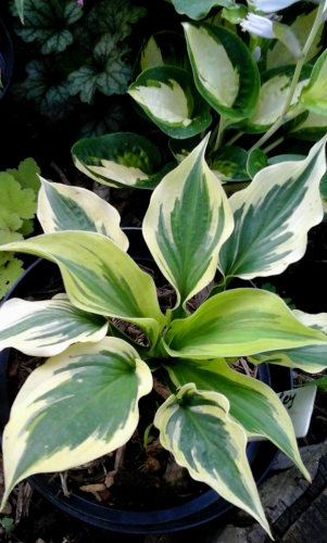 +Hosta Paisley Border